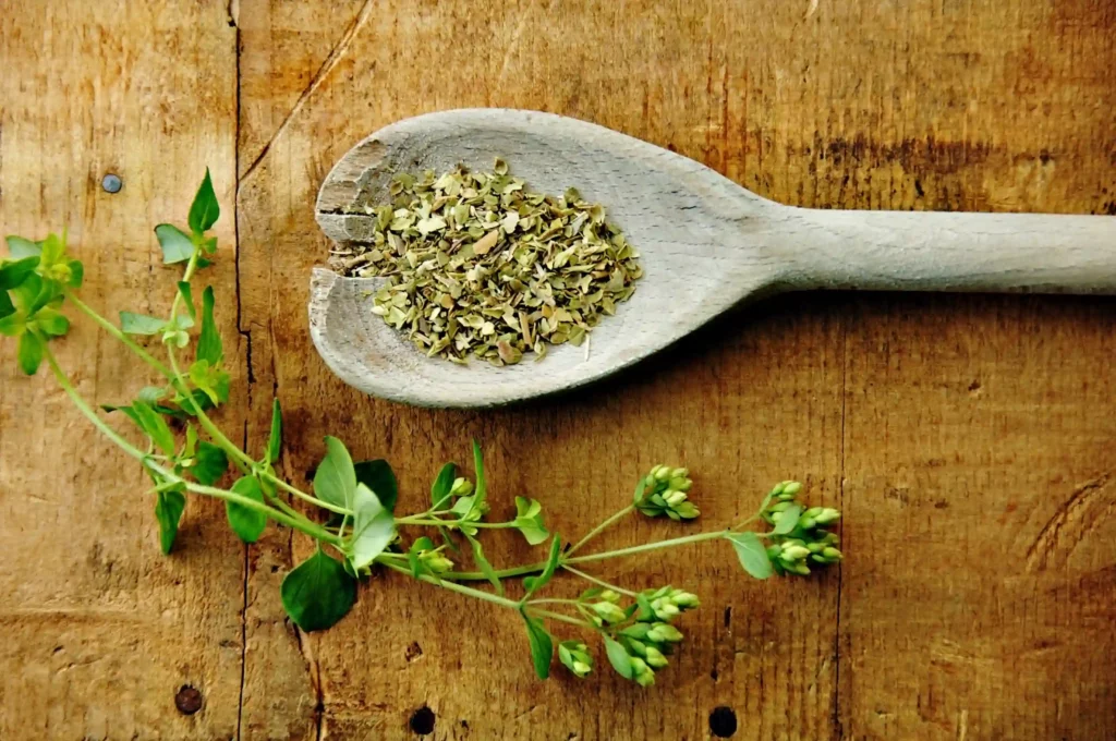 Oregano as Greek's Staple Ingredients